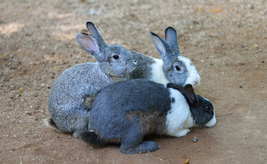 colorful rabbits on the ground