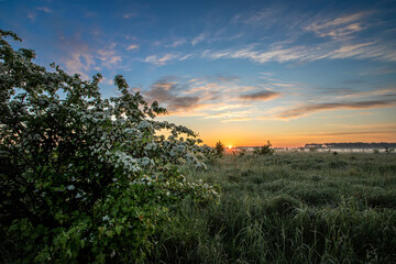 Fototapeta na wymiar Beautiful spring landscape with sun and meadow at sunrise.