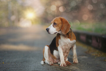 An adorable beagle dog is sitting on the empty road.