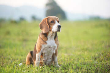 Portrait of an adorable beagle dog while sitting on the greengrass in the medow.