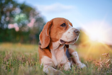 A cute beagle dog lay down on the grass field for relaxing.