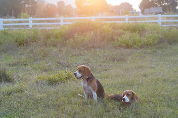 Beagle dogs are relaxing on the green grass outdoor in the farm.