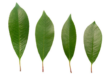 Fototapeta premium Neat green leaves