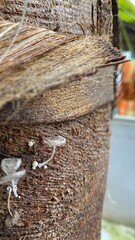 small mushroom on coconut tree 