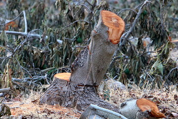 An old stump is a small part of a felled tree trunk.