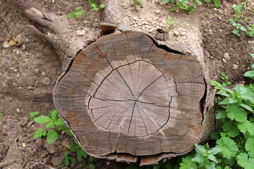 Fototapeta premium An old stump is a small part of a felled tree trunk.