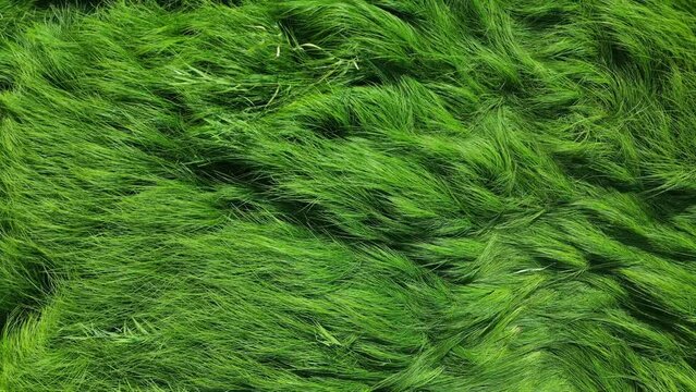 grassland and grassland