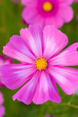 Fototapeta premium 花