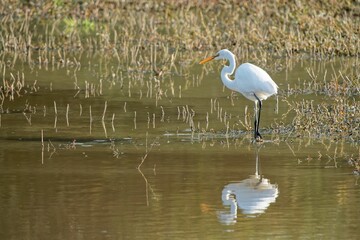 Eastern great egret (Ardea alba modesta) standing in a lake