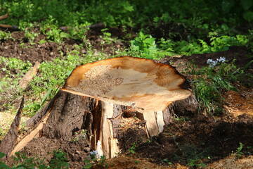 An old stump is a small part of a felled tree trunk.