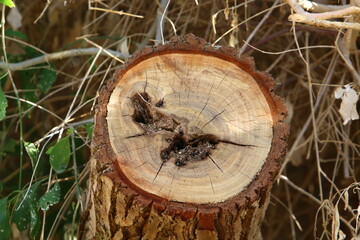An old stump is a small part of a felled tree trunk.