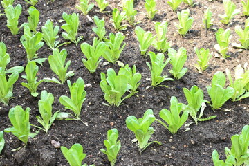 salad vegetable plantations grow in the field. vegetable rows. farming, agriculture. Landscape with agricultural land. crops. selective focus