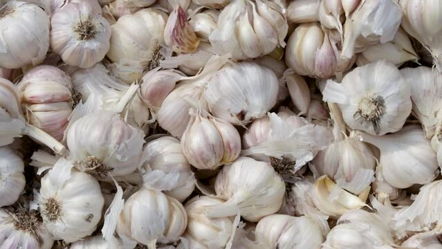 fresh organic garlic from farm close up from different angle