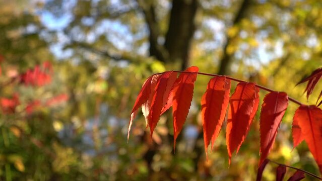 Handheld close up of fall red orange sumac leaves on branch during autumn
