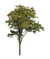 Tree that are isolated on a white background are suitable for both printing and web pages