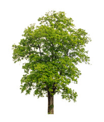 Fototapeta premium Tree that are isolated on a white background are suitable for both printing and web pages