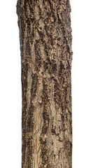 Fototapeta premium Trunk of a Tree Isolated On White Background