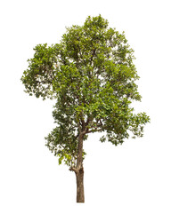 Obraz premium Tree that are isolated on a white background are suitable for both printing and web pages