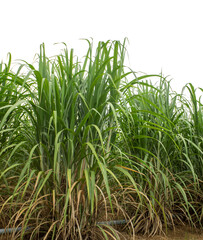 Obraz premium Sugar cane isolated on white background and cliping path