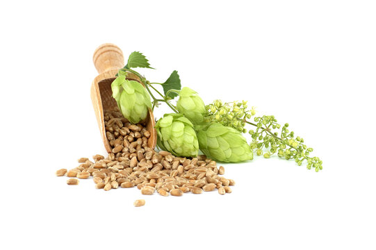Hop cones and wheat grain over white background