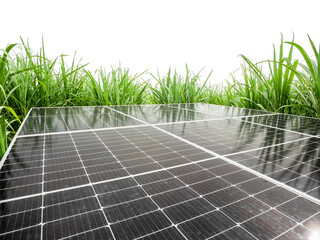 solar cells in Sugar cane, green power, natural energy isolated on white background and cliping path