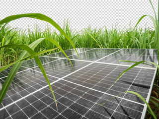 solar cells in Sugar cane, green power, natural energy isolated on transparent background and cliping path