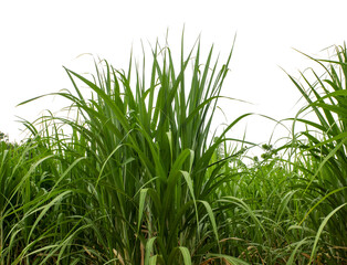 Sugar cane isolated on white background and cliping path