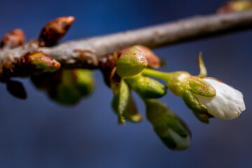Floraison d'arbre fruitier, pommier.