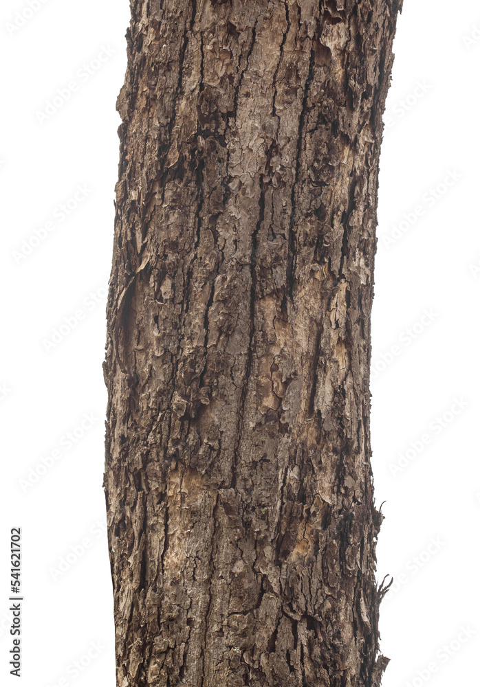 Poster trunk of a tree isolated on white background