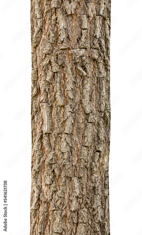 Aufkleber trunk of a tree isolated on white background