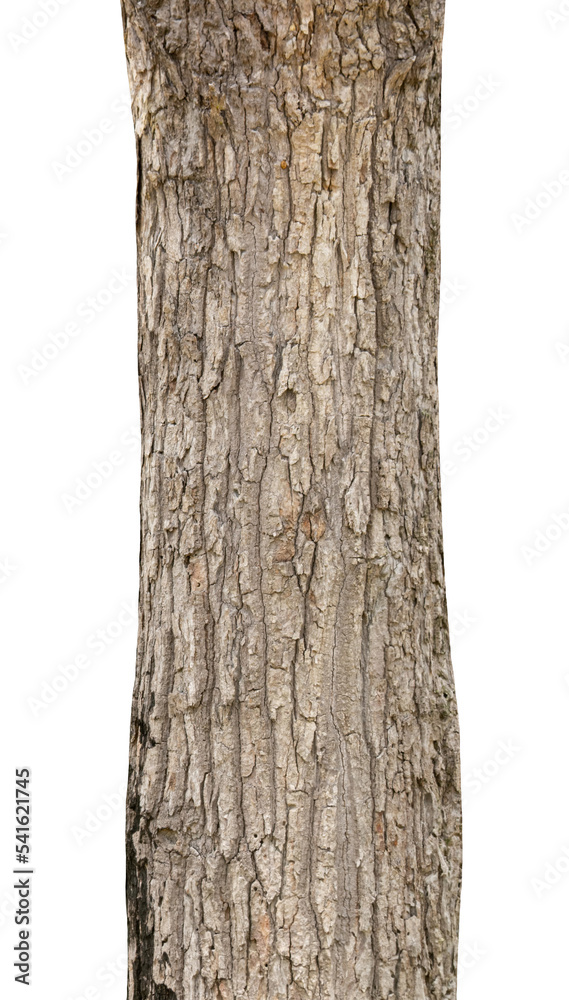 Poster trunk of a tree isolated on white background