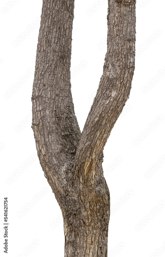 Aufkleber trunk of a tree isolated on white background