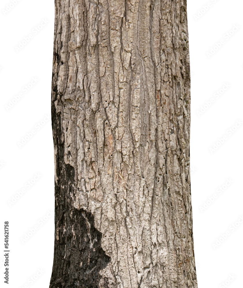 Aufkleber trunk of a tree isolated on white background