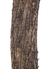 Trunk of a Tree Isolated On White Background