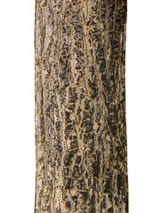 Trunk of a Tree Isolated On White Background