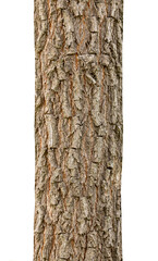 Trunk of a Tree Isolated On White Background