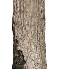 Fototapeta premium Trunk of a Tree Isolated On White Background