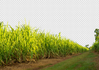 sugar cane on transparent picture background with clipping path