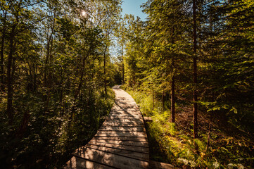 Mountain landscape in Slovakia mountains, Juranova dolina - valley in The Western Tatras national park, oravice, Orava region. Educational trail through the bog © Zedspider