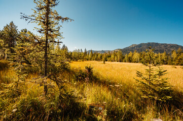 Mountain landscape in Slovakia mountains, Juranova dolina - valley in The Western Tatras national park, oravice, Orava region. Educational trail through the bog © Zedspider