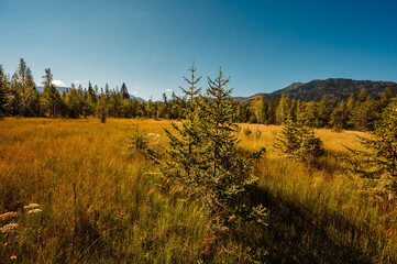 Mountain landscape in Slovakia mountains, Juranova dolina - valley in The Western Tatras national park, oravice, Orava region. Educational trail through the bog © Zedspider