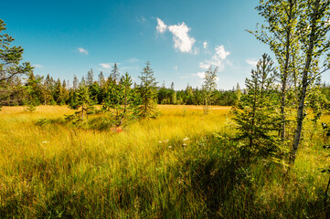 Mountain landscape in Slovakia mountains, Juranova dolina - valley in The Western Tatras national park, oravice, Orava region. Educational trail through the bog © Zedspider