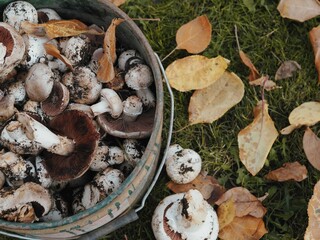 Freshly picked mushrooms in a bucket against the background of withered autumn leaves. Picking and harvesting mushrooms in autumn.