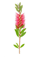 Beautiful bottle brush(Callistemon) flower with leaves isolated on a white background 