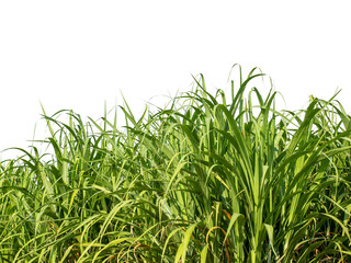 Sugar cane isolated on white background and cliping path