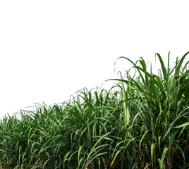 Sugar cane isolated on white background and cliping path