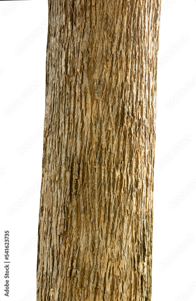 Aufkleber Trunk of a Tree Isolated On White Background