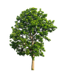 Fototapeta premium Tree that are isolated on a white background are suitable for both printing and web pages
