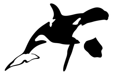 vector killer whale silhouette isolated on white © Vector rare animals