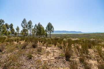 Landscape close to Malmesbury in the Western Cape of South Africa